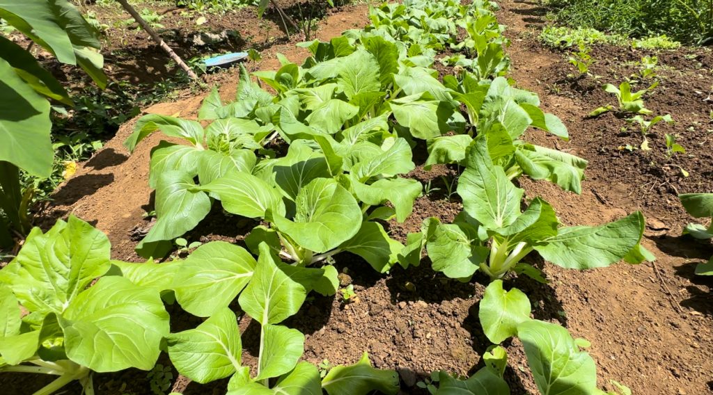 Her business started with selling cabbages she planted at her backyard